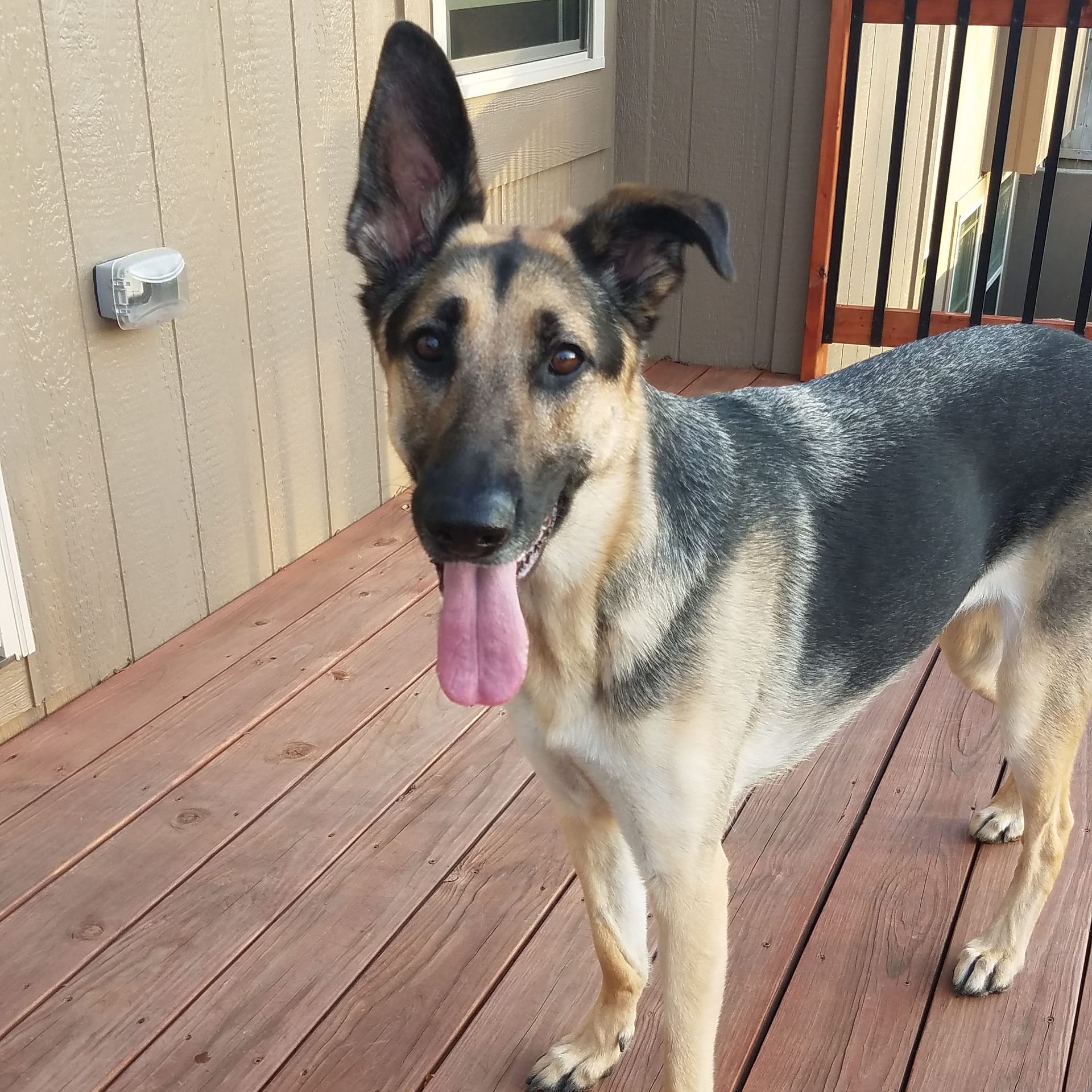 The Last Gift You Give Your Dog